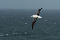 Albatros kralovsky - Diomedea epomophora - Southern Royal Albatross 8113